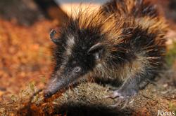 Hemicentetes semispinosus