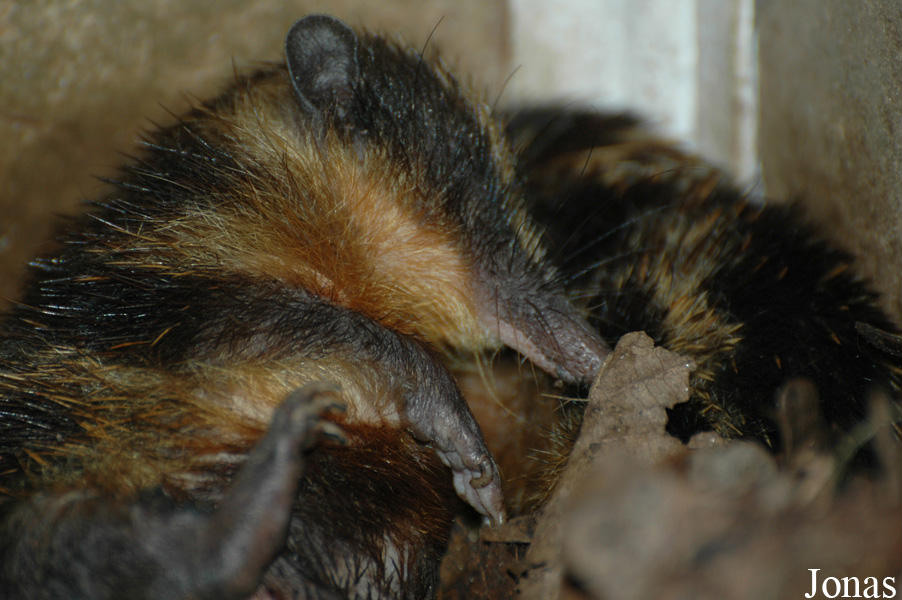 Zoologická a botanická zahrada města Plzně