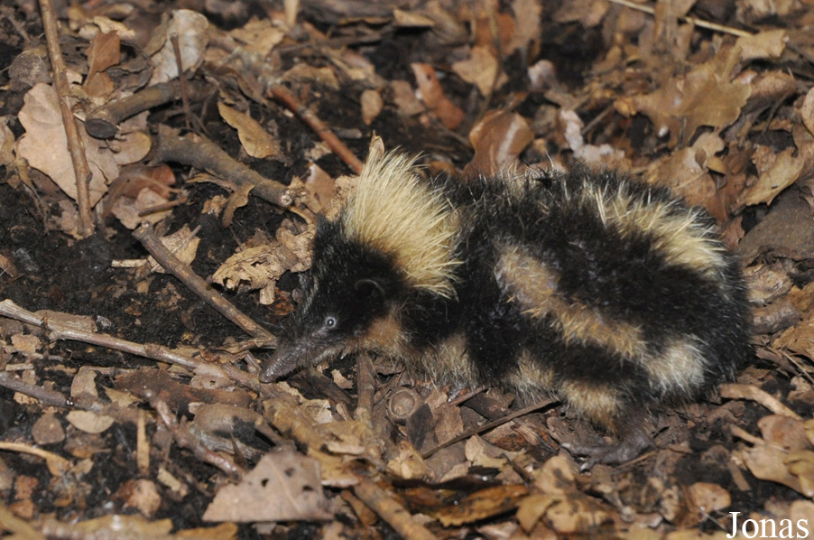 Zoologická a botanická zahrada města Plzně