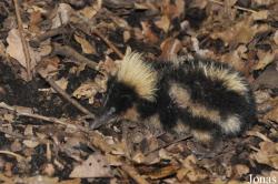 Zoologická a botanická zahrada města Plzně