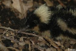 Zoologická a botanická zahrada města Plzně