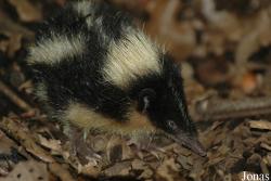 Zoologická a botanická zahrada města Plzně