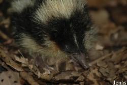 Zoologická a botanická zahrada města Plzně