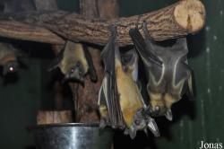 Zoologická a botanická zahrada města Plzně