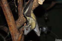 Zoologická a botanická zahrada města Plzně