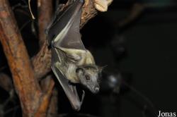 Zoologická a botanická zahrada města Plzně