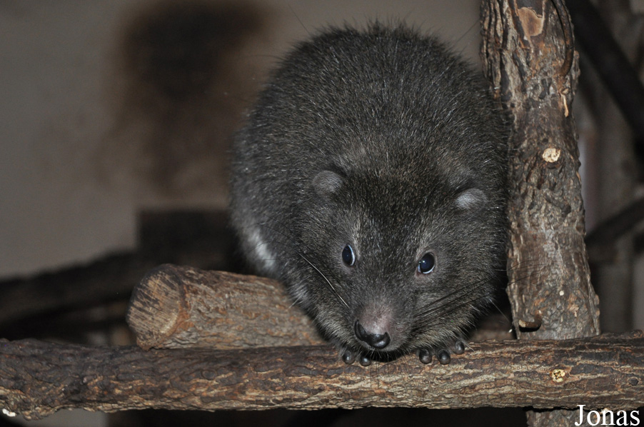 Zoologická a botanická zahrada města Plzně