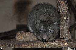 Zoologická a botanická zahrada města Plzně