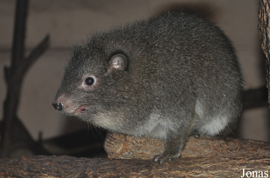 Zoologická a botanická zahrada města Plzně