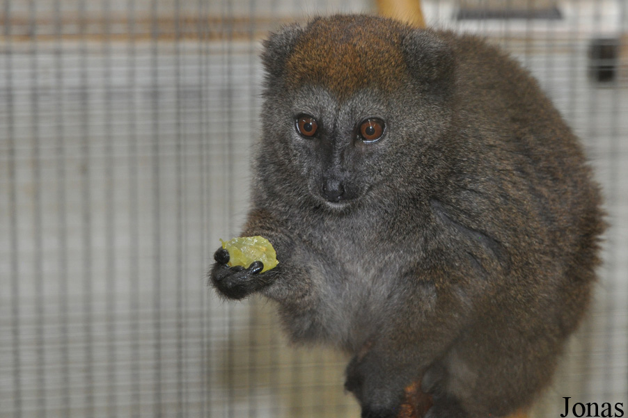 Zoologická a botanická zahrada města Plzně