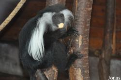Zoologická a botanická zahrada města Plzně