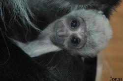 Zoologická a botanická zahrada města Plzně