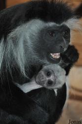 Zoologická a botanická zahrada města Plzně