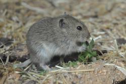 Lasiopodomys brandtii