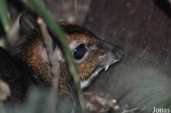Zoologická a botanická zahrada města Plzně