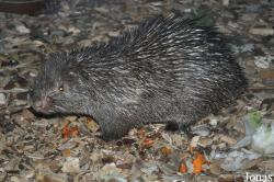 Hystrix pumila
