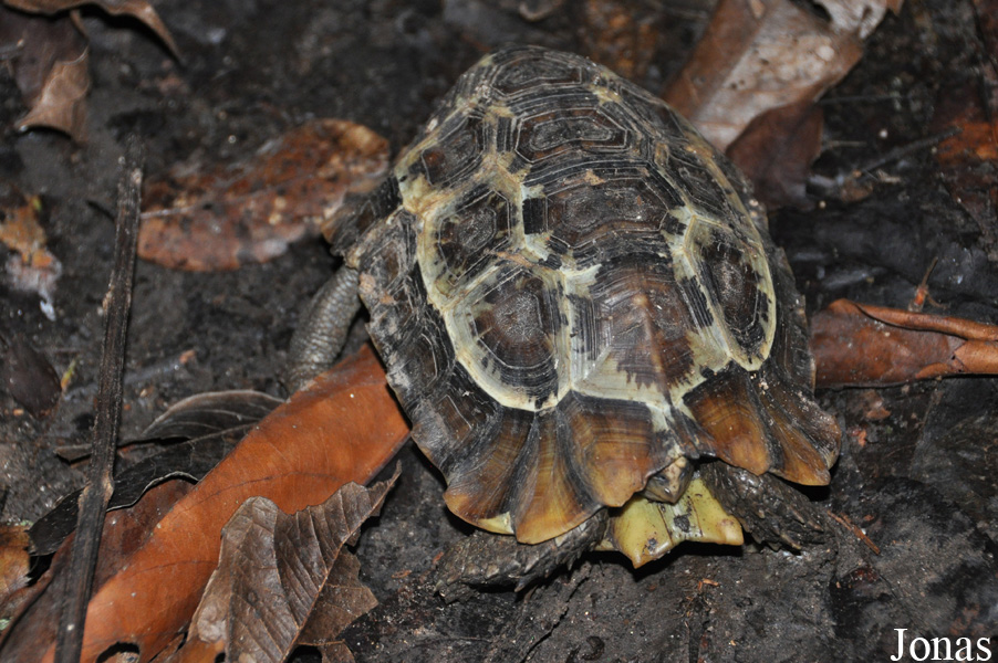 Kakum National Park