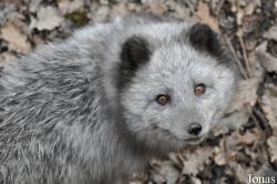 Vulpes lagopus