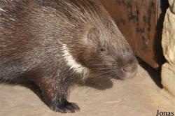 Hystrix indica