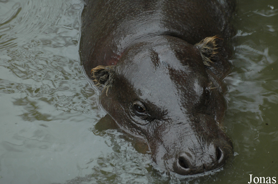 Zoologická a botanická zahrada města Plzně