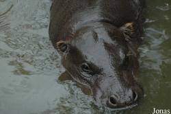 Zoologická a botanická zahrada města Plzně