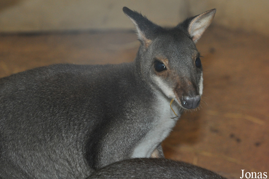 Zoologická a botanická zahrada města Plzně