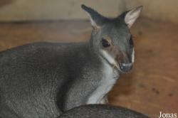Zoologická a botanická zahrada města Plzně