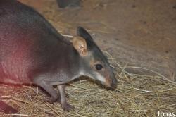 Zoologická a botanická zahrada města Plzně