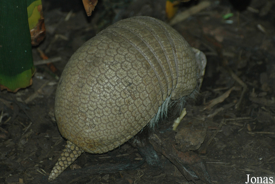 Zoologická a botanická zahrada města Plzně
