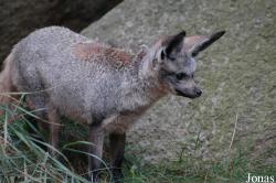 Otocyon megalotis virgatus