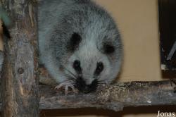 Zoologická a botanická zahrada města Plzně