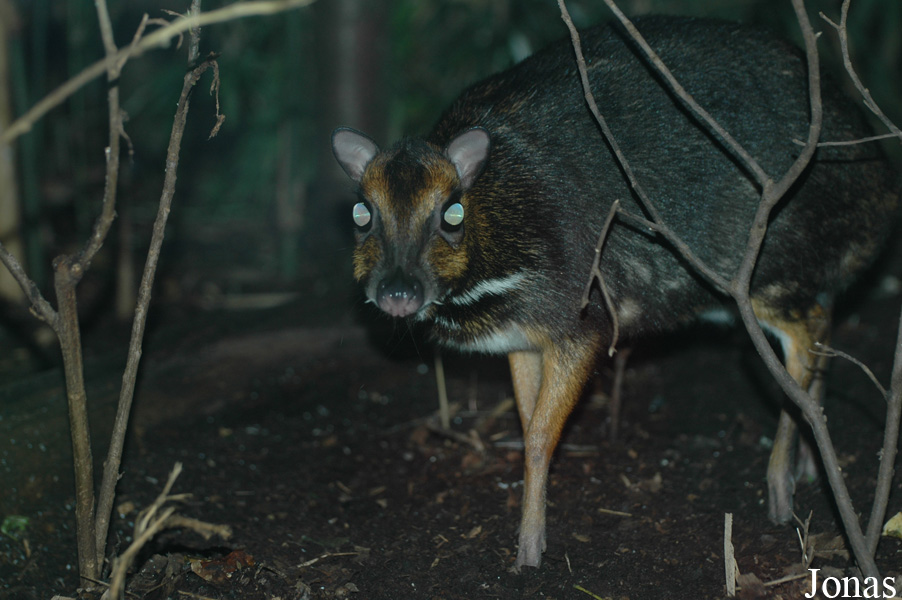 Zoologická a botanická zahrada města Plzně