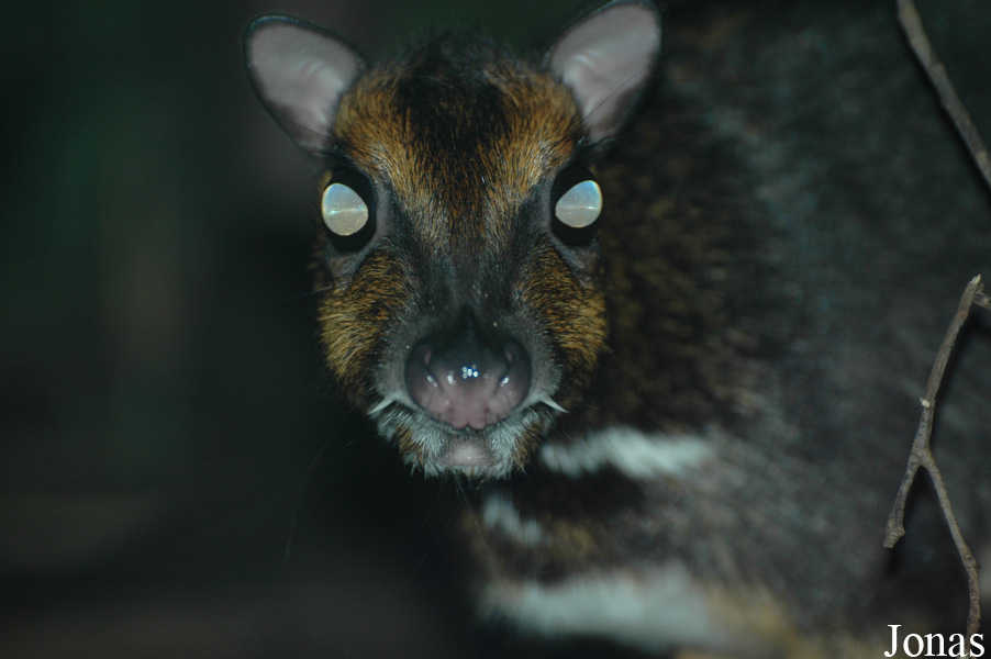 Zoologická a botanická zahrada města Plzně