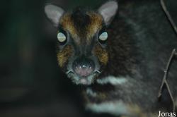 Zoologická a botanická zahrada města Plzně