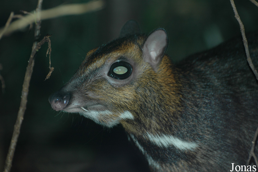 Zoologická a botanická zahrada města Plzně