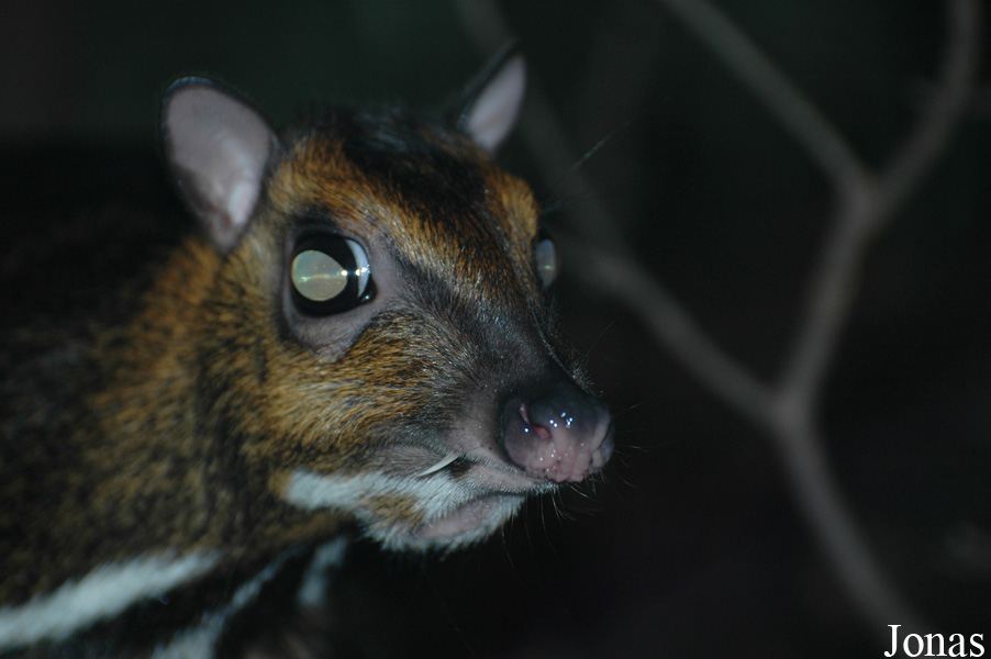 Zoologická a botanická zahrada města Plzně