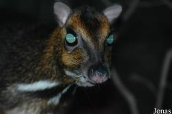 Zoologická a botanická zahrada města Plzně