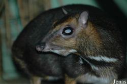 Zoologická a botanická zahrada města Plzně