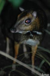 Zoologická a botanická zahrada města Plzně