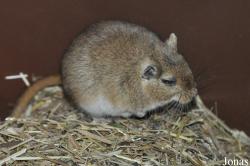 Zoologická a botanická zahrada města Plzně