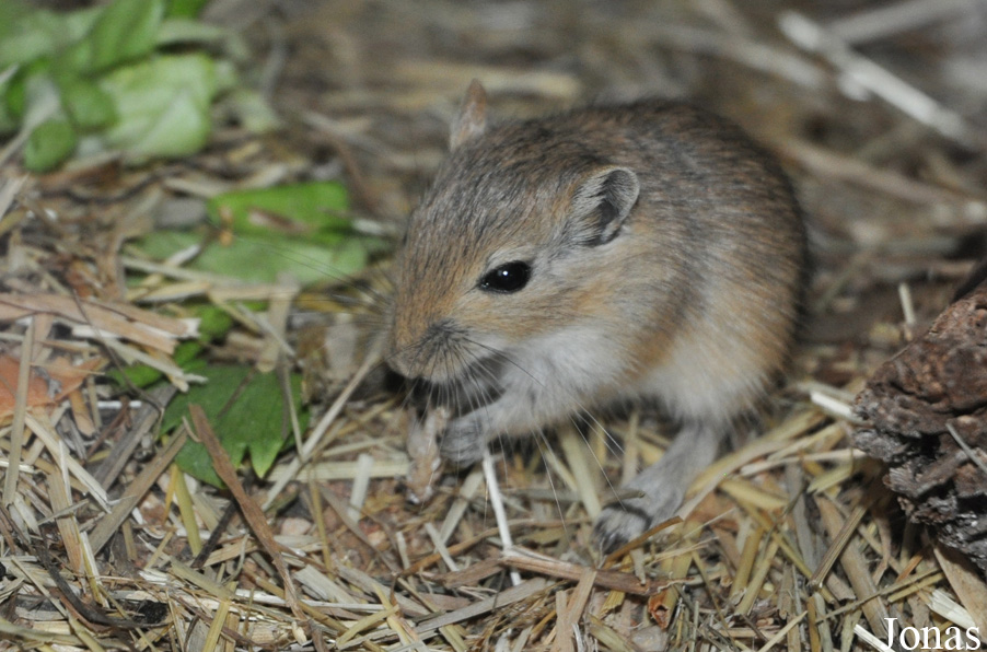 Zoologická a botanická zahrada města Plzně