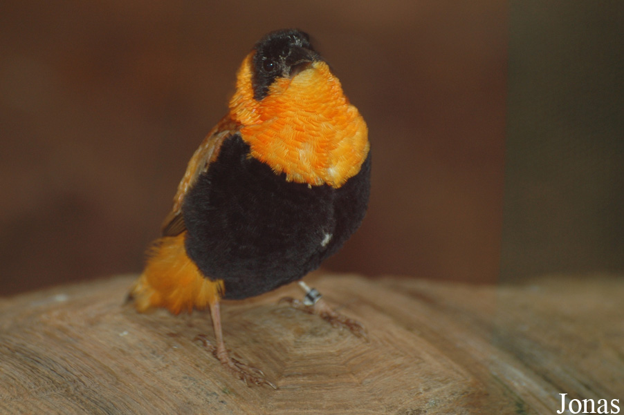 Zoologická a botanická zahrada města Plzně