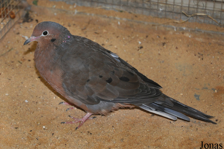 Zoologická a botanická zahrada města Plzně