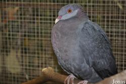 Columba vitiensis