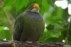 Ptilinopus aurantiifrons