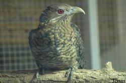 Eudynamys scolopaceus mindanensis
