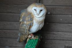 Tyto alba guttata