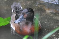 Zoologická a botanická zahrada města Plzně