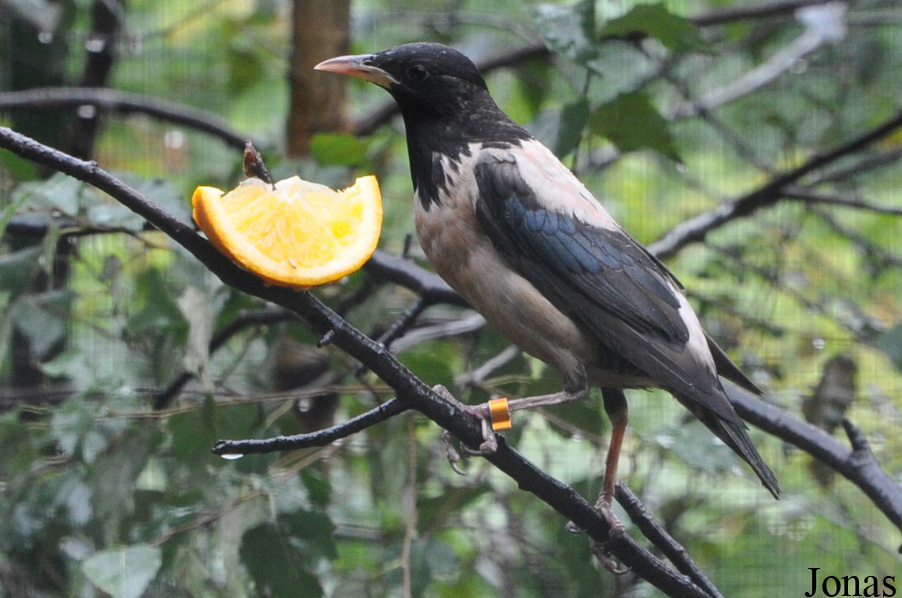 Zoologická a botanická zahrada města Plzně