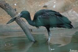 Zoologická a botanická zahrada města Plzně
